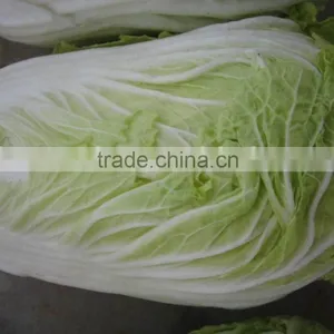 Chinese Cabbage thumbnail-1