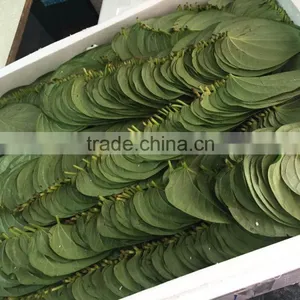 Dried Betel Leaf thumbnail-2