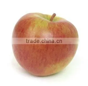 APPLE FLAVOR thumbnail-1