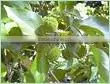 Cascarilla Bark Oil thumbnail-1