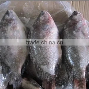 Whole & Round Frozen Tilapia thumbnail-1