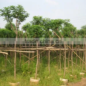 Cassia Glauca (Cassia Surattensis) thumbnail-1