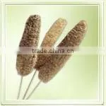 Luffa On Stem thumbnail-1