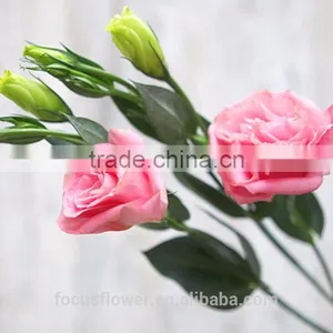 Good Quality Pink Eustoma Cut Fresh Flowers For Mother's Day thumbnail-3