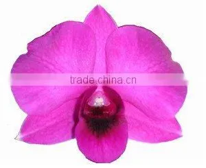 D-008 : DENDROBIUM MISS SINGAPORE ORCHID thumbnail-1
