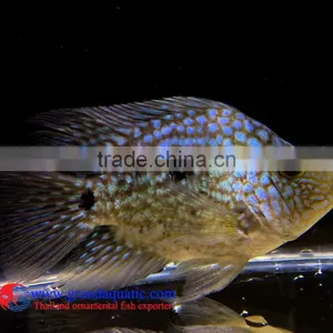 Green Texas Cichlid for Freshwater Aquarium Fish thumbnail-2