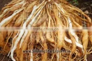 Asparagus Racemosus Root Extract thumbnail-4