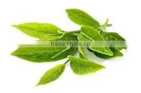 Gymnema Leaf Best for Tea Making thumbnail-1