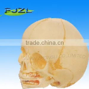 Hot Human Skeleton Sale Infant Plastic Skulls for Sale thumbnail-1
