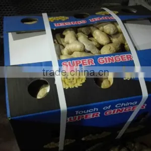 Fresh Ginger thumbnail-1