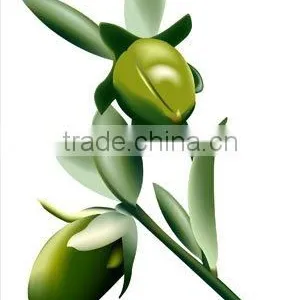 Organic Certified Jojoba Oil thumbnail-1