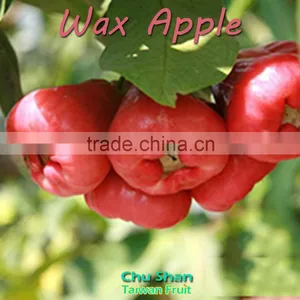 Best Quality FreshWax Apple thumbnail-3