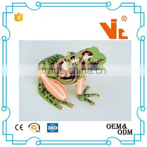 V-AM058 4D MASTER Frog Specimen Anatomical Model thumbnail-4