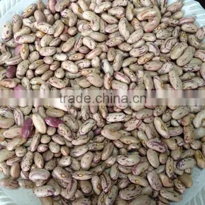 Chinese Light Speckled Kidney Beans Long Shape for Europ thumbnail-4