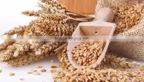Vital Wheat Gluten thumbnail-5