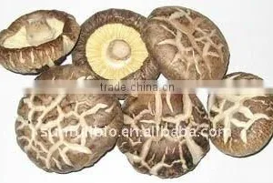 Lentinula Edodes Dried Powder thumbnail-1