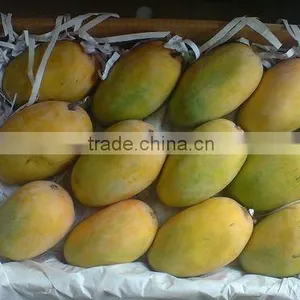 Kesar Mangoes Gift Indian thumbnail-1