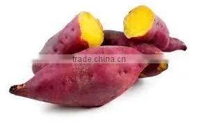 JAPANESE SWEET POTATO HIGH QUALITY, GOOD PRICE thumbnail-2