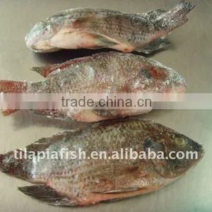 Best Bream Frozen Gutted Scaled Tilapia thumbnail-1