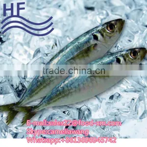 Frozen Indian Mackerel Exporter Sell Horse Mackerel thumbnail-1