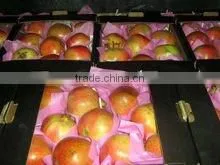 Wholesale Rate Egypt Pomegranate thumbnail-1