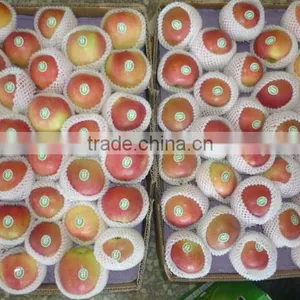 Gala Apple New Crop thumbnail-1