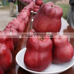 2015 Chinese Huaniu Apple thumbnail-3