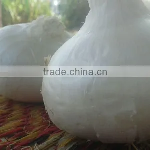 Fresh Onion Supplier thumbnail-6