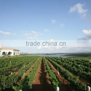 High Quality Newest Big Black Red Grape Seeds for Planting thumbnail-3