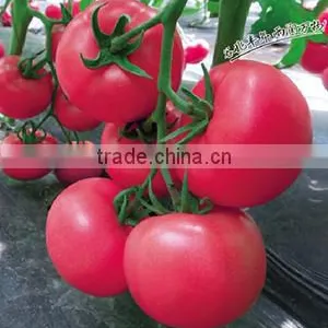 Hybrid F1 Tomato Seeds Red Princess No.7 thumbnail-1
