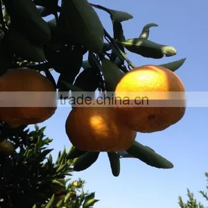 Canned Mandarin Orange Sac in 3L Tins With 60% Pulp thumbnail-2