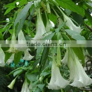 Factory Supply USP 99% Scopolamine HBR thumbnail-3