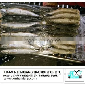 Frozen Hard Tail Scad Fish thumbnail-3