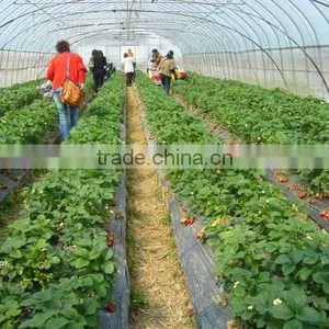 Single Span Greenhouse for Tomatoes Growing thumbnail-3