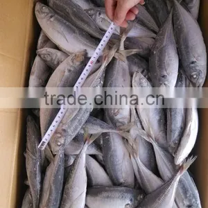 Horse Mackerel Frozen 20 25 cm + thumbnail-4