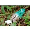 Frog E thumbnail-1