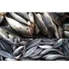Sell Frozen Horse Mackerel thumbnail-1