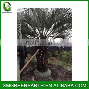Butia Capitata Trunk Height 2m (1) thumbnail-1