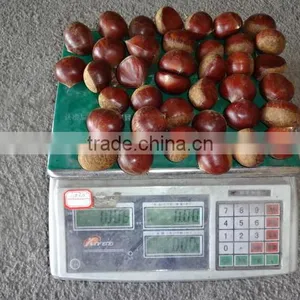 2015 New Crop of the Chestnut With Highest Quality thumbnail-2
