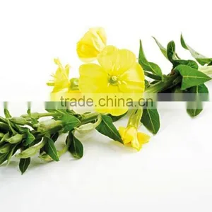 Evening Primrose Oil thumbnail-1