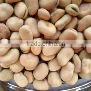 BROAD BEANS thumbnail-1