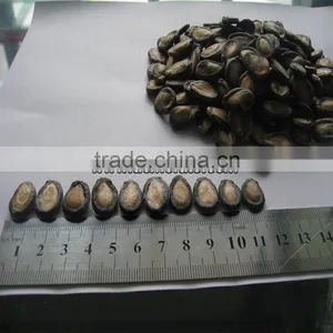 Wholesale Black Watermelon Seed thumbnail-6
