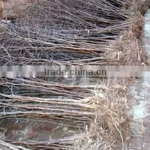 Jujube Tree Seedling thumbnail-2