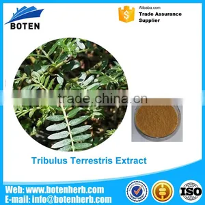 High Quality Nature Tribulus Terrestris 60% Saponins With High Quality thumbnail-1