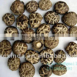Dried Spring Mushrooms 01 thumbnail-1