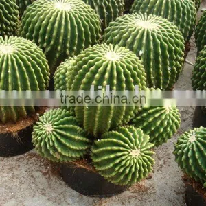 Echinocactus Grusonii Var. Subinermis thumbnail-1