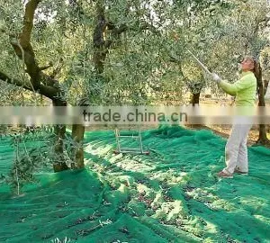 Olive Harvest Net thumbnail-6