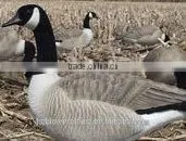 Wholesale Garden Decoration Plastic Goose.snow Goose.Plastic Goose. thumbnail-2