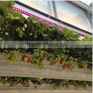 VANQLED LED Plant Grow Rigid Strip Lights With Plug Transformer Driver for Leafy Growth,Red Blue Grow Lamp Light thumbnail-4