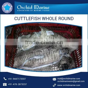 Cuttlefish Whole Round thumbnail-3